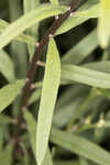 Coastal plain palafox